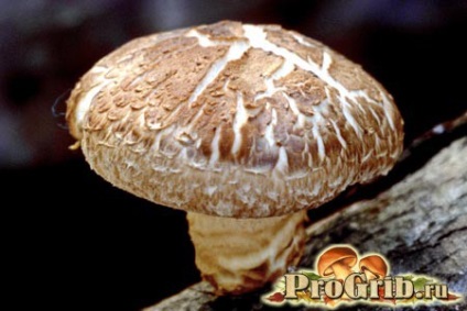 Shiitake gombák hasznos tulajdonságokkal és lehetséges ártalmakkal, összetételű és kalóriatartalmú tartalommal