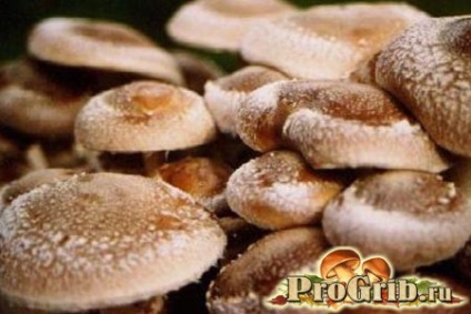 Shiitake ciuperci proprietăți utile și posibilă rău, compoziție și conținut de calorii