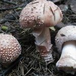 Mushroom fly agaric (43 fotografii) roșu, panter, alb, verde, descrierea speciei în care crește, forma picioarelor