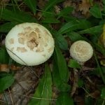 Mushroom fly agaric (43 fotografii) roșu, panter, alb, verde, descrierea speciei în care crește, forma picioarelor