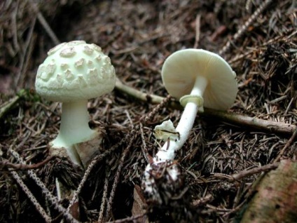 Gomba fly agaric (43 fotó) piros, párduc, fehér, zöld, fajok leírása, ahol nő, lábak alakja