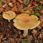 Mushroom fly agaric (43 fotografii) roșu, panter, alb, verde, descrierea speciei în care crește, forma picioarelor