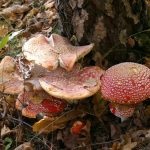 Mushroom fly agaric (43 fotografii) roșu, panter, alb, verde, descrierea speciei în care crește, forma picioarelor