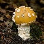 Mushroom fly agaric (43 fotografii) roșu, panter, alb, verde, descrierea speciei în care crește, forma picioarelor