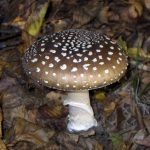 Mushroom fly agaric (43 fotografii) roșu, panter, alb, verde, descrierea speciei în care crește, forma picioarelor