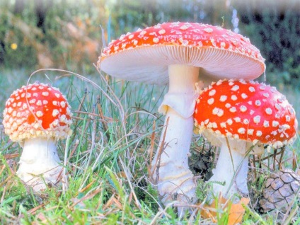 Mushroom fly agaric (43 fotografii) roșu, panter, alb, verde, descrierea speciei în care crește, forma picioarelor