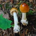 Mushroom fly agaric (43 fotografii) roșu, panter, alb, verde, descrierea speciei în care crește, forma picioarelor