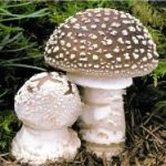 Gomba fly agaric (43 fotó) piros, párduc, fehér, zöld, fajok leírása, ahol nő, lábak alakja