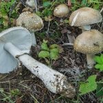 Mushroom fly agaric (43 fotografii) roșu, panter, alb, verde, descrierea speciei în care crește, forma picioarelor