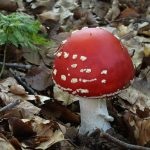 Mushroom fly agaric (43 fotografii) roșu, panter, alb, verde, descrierea speciei în care crește, forma picioarelor
