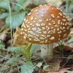 Gomba fly agaric (43 fotó) piros, párduc, fehér, zöld, fajok leírása, ahol nő, lábak alakja