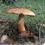 Mushroom fly agaric (43 fotografii) roșu, panter, alb, verde, descrierea speciei în care crește, forma picioarelor