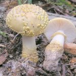 Gomba fly agaric (43 fotó) piros, párduc, fehér, zöld, fajok leírása, ahol nő, lábak alakja