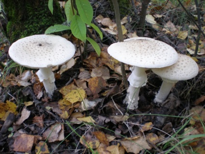 Mushroom fly agaric (43 fotografii) roșu, panter, alb, verde, descrierea speciei în care crește, forma picioarelor