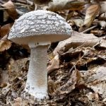 Gomba fly agaric (43 fotó) piros, párduc, fehér, zöld, fajok leírása, ahol nő, lábak alakja