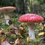 Mushroom fly agaric (43 fotografii) roșu, panter, alb, verde, descrierea speciei în care crește, forma picioarelor