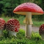 Mushroom fly agaric (43 fotografii) roșu, panter, alb, verde, descrierea speciei în care crește, forma picioarelor