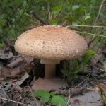 Mushroom fly agaric (43 fotografii) roșu, panter, alb, verde, descrierea speciei în care crește, forma picioarelor