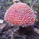 Mushroom fly agaric (43 fotografii) roșu, panter, alb, verde, descrierea speciei în care crește, forma picioarelor