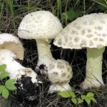 Gomba fly agaric (43 fotó) piros, párduc, fehér, zöld, fajok leírása, ahol nő, lábak alakja