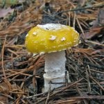 Gomba fly agaric (43 fotó) piros, párduc, fehér, zöld, fajok leírása, ahol nő, lábak alakja