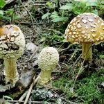 Gomba fly agaric (43 fotó) piros, párduc, fehér, zöld, fajok leírása, ahol nő, lábak alakja