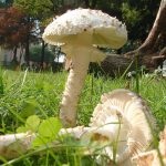 Gomba fly agaric (43 fotó) piros, párduc, fehér, zöld, fajok leírása, ahol nő, lábak alakja