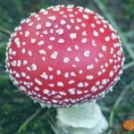 Gomba fly agaric (43 fotó) piros, párduc, fehér, zöld, fajok leírása, ahol nő, a lábak alakja