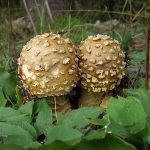 Gomba fly agaric (43 fotó) piros, párduc, fehér, zöld, fajok leírása, ahol nő, lábak alakja