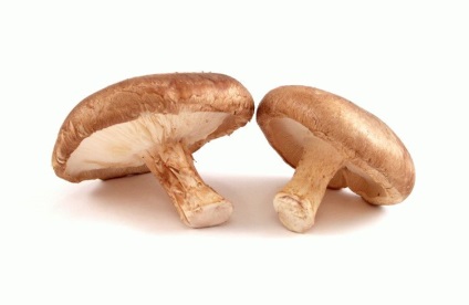 Shiitake ciupercă bună și rău - proprietăți medicinale