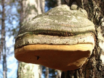 Shiitake ciupercă bună și rău - proprietăți medicinale