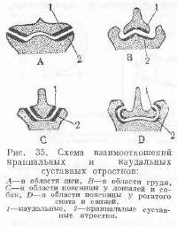 Thoracic și lombar - totul despre animale