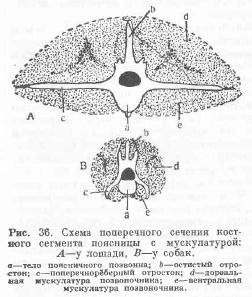 Thoracic și lombar - toate despre animale