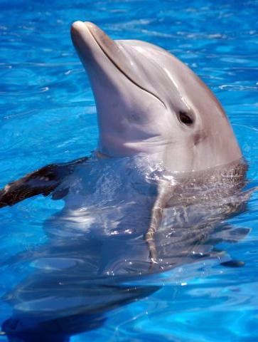 Cum delfini dorm somnul și adevărul despre visul delfinilor - viața mea