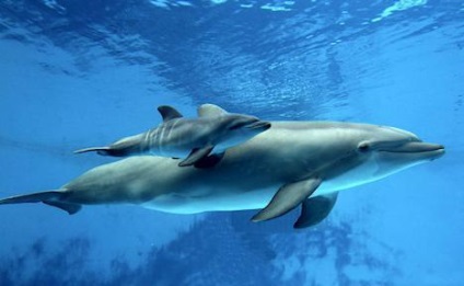 Cum delfini dorm somnul și adevărul despre visul delfinilor - viața mea