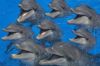 Hogy a delfinek mennyire alszanak az igazság és a fikció a delfin álmairól - az életemről