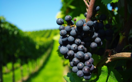 Ce vinuri sunt populare în Franța - locuiesc în Franța