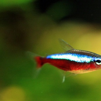 Cum să hrăniți un pește într-un acvariu de hrănire cu neon