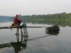 Cum să prindeți o dace cu o plasă