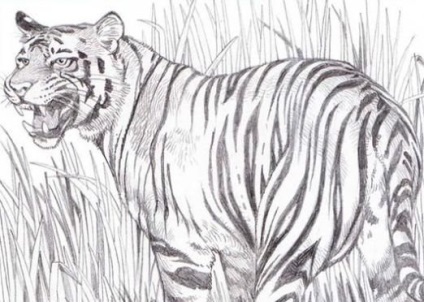 Cum să atragă un tigru în creion