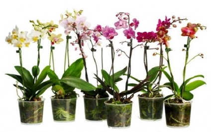 Cum să faci o orhidee o sută de flori de interior