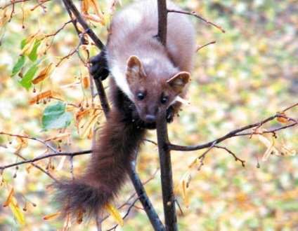 Cum de a distinge un marten de un sable