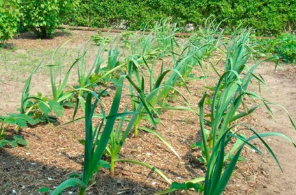 Cum să plantați usturoi în toamnă și când să recoltați în timpul verii