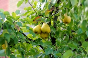 Cum să plantezi o pere