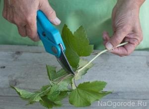 Cum să germineze butașii de coacăze negre în mod independent și descriere