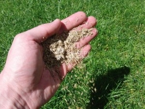 Cum să plantați semințe de gazon cu instrucțiuni video pentru mâini