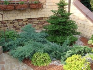Cum să planteze copaci conifere, regulile de plantare și de îngrijire