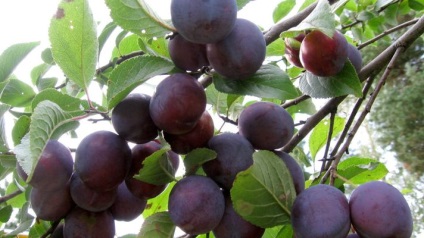 Cum de a crește randamentul de prune, 6 hectare