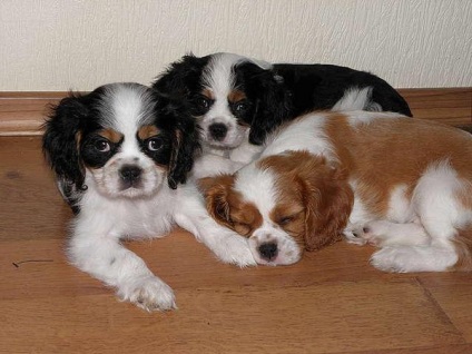 Cum să aibă grijă de copii Cavalier King Charles Spaniel