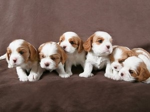 Cum să aibă grijă de copii Cavalier King Charles Spaniel